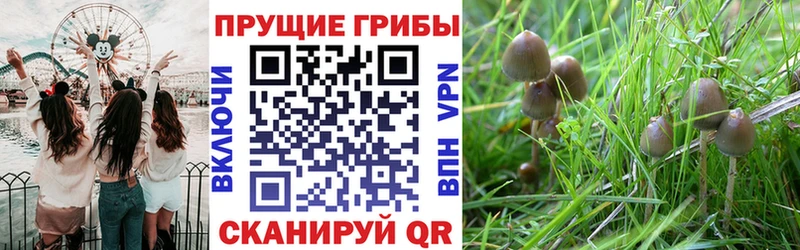 Купить закладки  Камень-на-Оби  Галлюциногенные грибы Magic Shrooms 